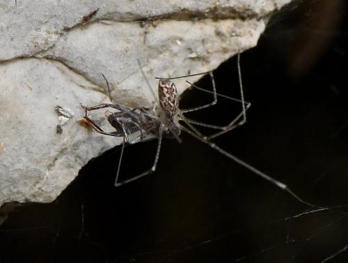 Holocnemus pluchei